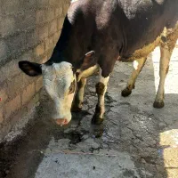 تلیسه گاو گوساله