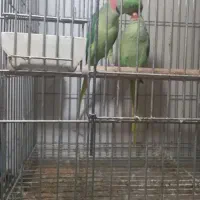 شاه طوطی وملنگو مولدجوجه شاه طوطی کوتوله گرینچیک