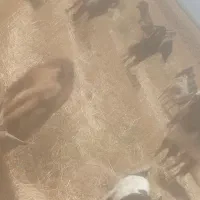 قوچ بذری