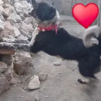 سگ قدرجونی نگهبان