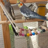 عروس هلندی جفت