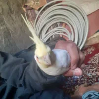 عروس هلندی نر|پرنده|بندر امام خمینی, |دیوار