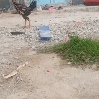 خروس اصل دورگ