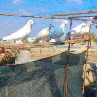 کبوتر هم پرشی|پرنده|میناب, |دیوار