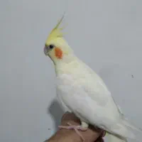 عروس هلندی نر نژاد لوتینو