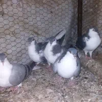 کبوتر ساده سبز