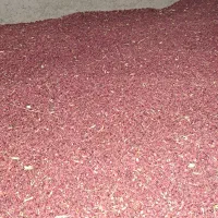 زرشک|عمده‌فروشی|زیرکوه, |دیوار