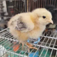 جوجه بوقلمون و برهما و سلطان یکروزه|حیوانات مزرعه|ورامین, خیر آباد|دیوار