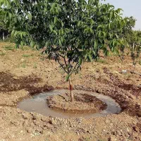 شخم پاکنی خدمات باغبانی کارگرباغ باتیلرکلیتواتور،|خدمات باغبانی و درختکاری|شیراز, میانرود|دیوار