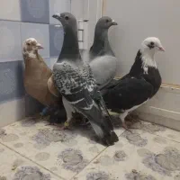 کبوتر|حیوانات|زاهدان, |دیوار