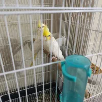 فروش یک جفت عروس هلندی لوتینو