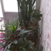 گل و گیاه طبیعی