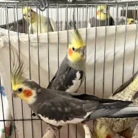 عروس هلندی نر سخنگو