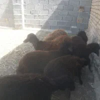 ۵راس گوسفند نر وماده