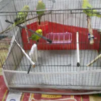 مرع عشق|پرنده|خوی, |دیوار