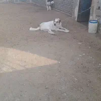 سگ خراسانی