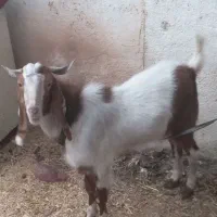 بز سرحال فروشی