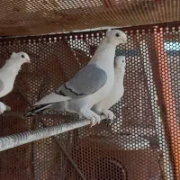 بلژیکی،پروانه ای