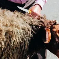 گوسفند چاق بره نرینه قلم ابی زنده تضمینی بشرط|حیوانات مزرعه|مشهد, عبادی|دیوار