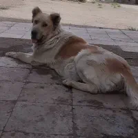 یک ماده خیلی زیبا و نگهبان