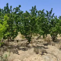 سند تک برگ ۱۰۰۰متر،۲۹۸میلیون