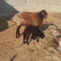 گوسفند|حیوانات مزرعه|سیمین شهر, |دیوار