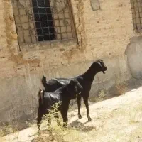 بزبزغاله دار جوان سالم