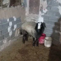 قوچ چالی اصل دوقلو