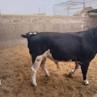 گوساله نرچاق|حیوانات مزرعه|کاشان, مشکات|دیوار