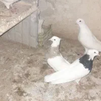 طوقی کرمانشاهی|پرنده|چرام, |دیوار