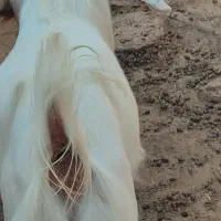 تیشترماده|حیوانات مزرعه|خورموج, |دیوار