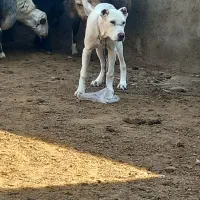 توله سگ ۴ ماهه نژاد دار ۲۰ میلیون