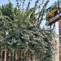 جذب نیرو در مجموعه گردشگری