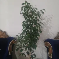 گل بنجامین|گل و گیاه طبیعی|باسمنج, |دیوار