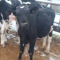 گوساله قطع شیر