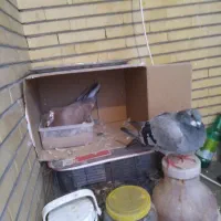 دمگیر سرخ و بغدادی|پرنده|اصفهان, سپاهانشهر|دیوار