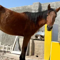 فروش مادیان پنج ساله کره دهی عالی|اسب و تجهیزات اسبسواری|آبپخش, |دیوار