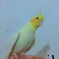 عروس هلندی نر و ماده لوتینو