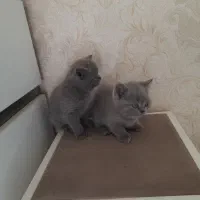 گربه پرشین اسکاتیش مشگی|گربه|ری, دولت‌آباد|دیوار