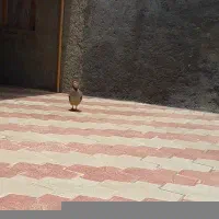 بلدرچین نروماده به شرط