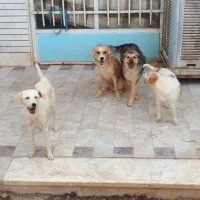 واگذاری رایگان