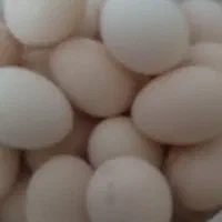 تخم مرغ محلی
