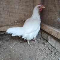 مرغ تخمکن ودو خروس درشت جوان ۷ماه|حیوانات مزرعه|خمینی‌شهر, |دیوار