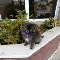 فرشته ی خرسی|سگ|تهران, تهرانپارس جنوبی|دیوار