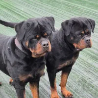 زیباترین روتوایلرها رو از ما بخواهید