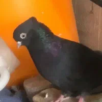 کبوتر زاغ ماده