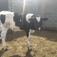 گوساله ماده  وتلیسه ابستن