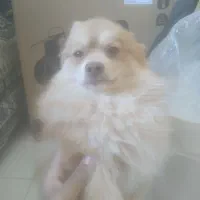 سلام سگ پامرخرسی نر  به علت جابجایی دارم میفروشم