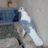 ساده هفرنگ جفتگاه|پرنده|رضویه, |دیوار