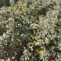 فروش پاجوش یانهال گل محمدی|گل و گیاه طبیعی|برزک, |دیوار